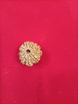 11 mukhi rudraksha