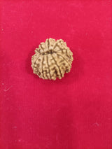 11 mukhi rudraksha