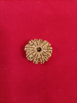 11 mukhi rudraksha