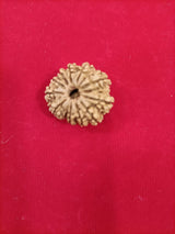 11 mukhi rudraksha