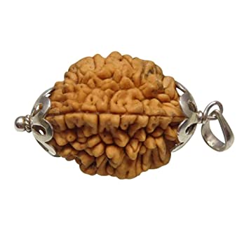 2 Mukhi rudraksha