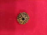 9 mukhi rudraksha
