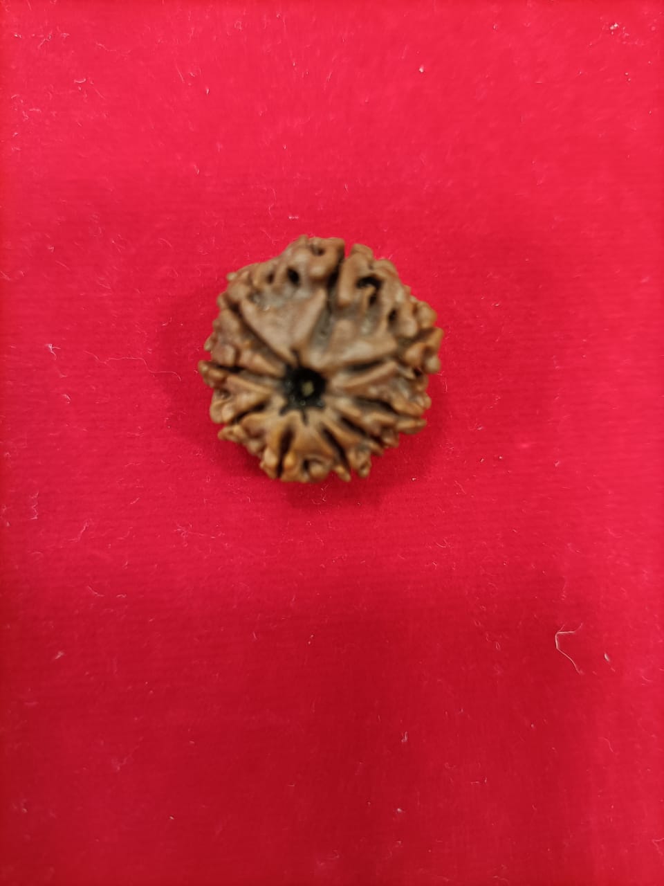 9 mukhi rudraksha