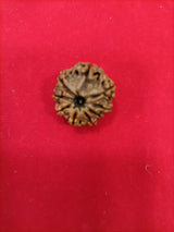9 mukhi rudraksha