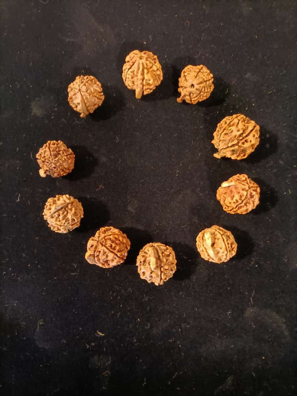 Ganesh Rudraksha