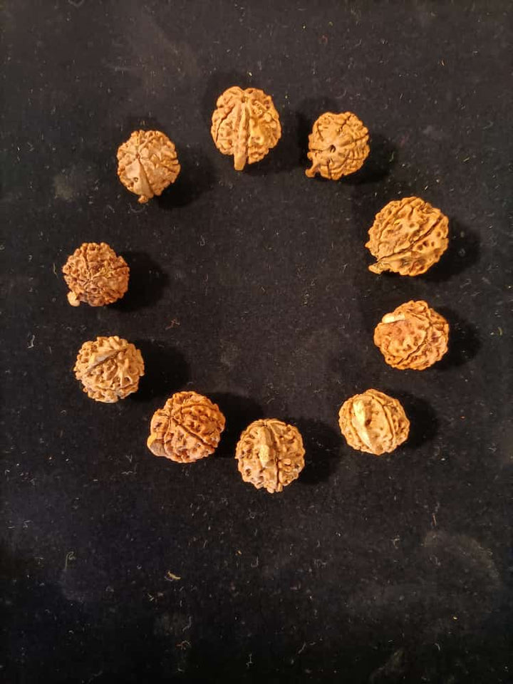 Ganesh Rudraksha