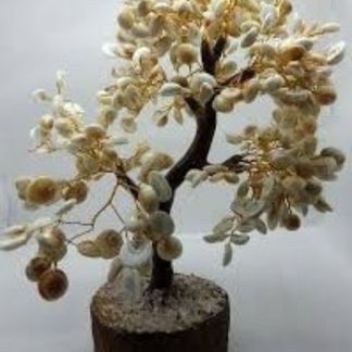 Gomti Chakra Tree