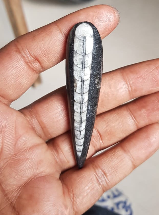 Orthoceras Pendant